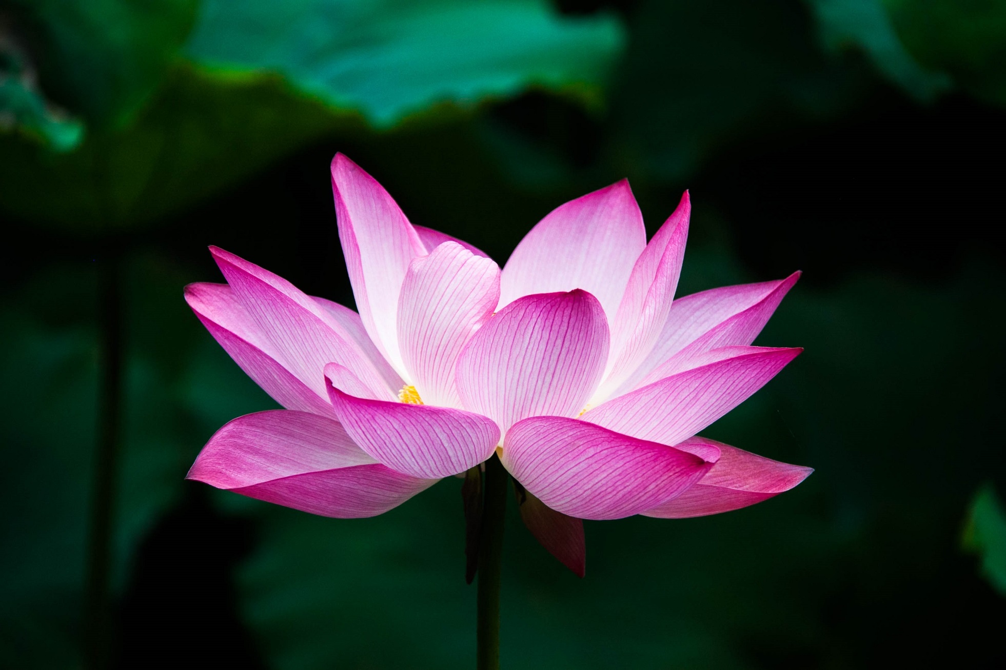 Tao Of Touch
